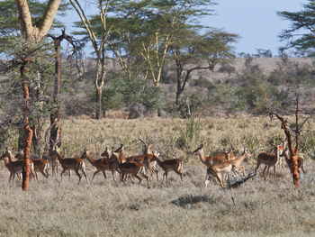 Segera Retreat: Impalas