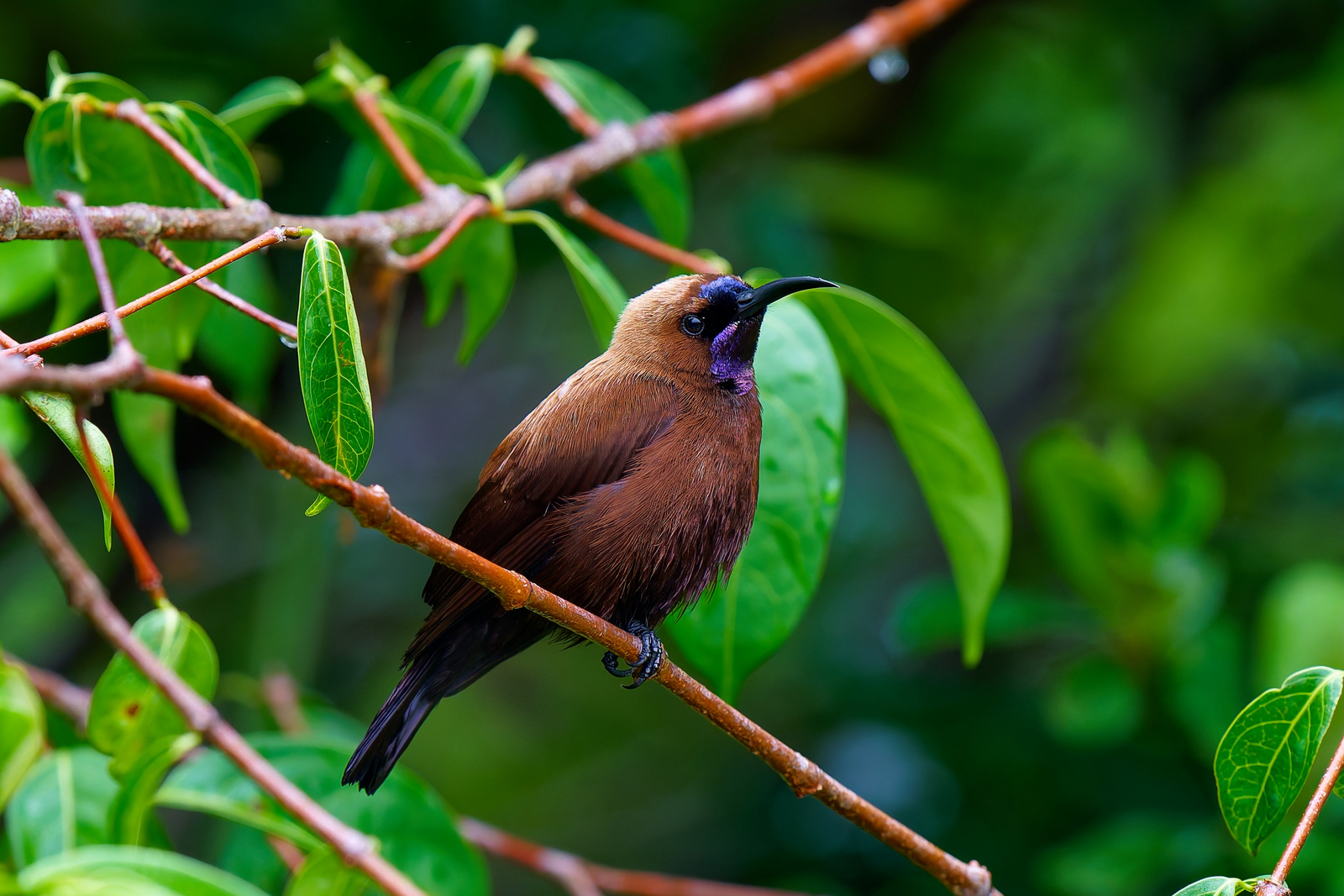 Sette Cama Eco Camp Sette Cama Eco Camp: Carmelite Sunbird