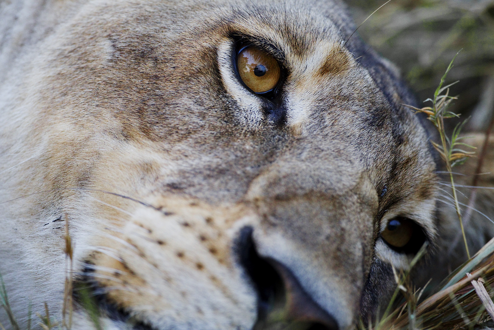 Shinde Lodge Shinde Lodge: Das Auge der Löwin