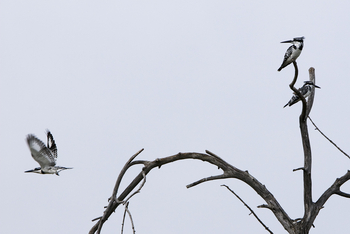 Shinde Lodge Shinde Lodge: Graufischer