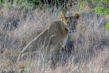 Sirikoi Lodge Sirikoi Lodge: Löwin