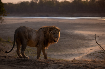 Sungani Lodge Sungani Lodge: Löwe