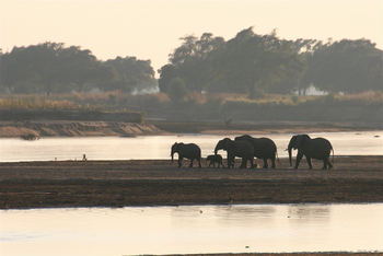 Tafika Camp: Elefanten vor der FLussquerung