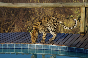 Tau Pan Camp Tau Pan Camp: Durstiger Leopard