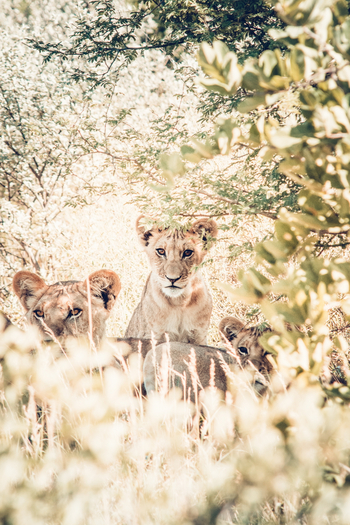 Tau Pan Camp Tau Pan Camp: Löwen im Halbschatten