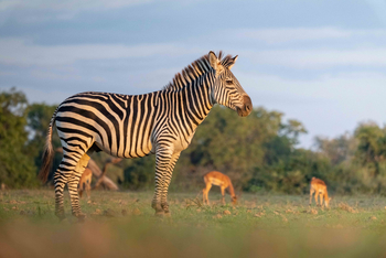 Time + Tide South Luangwa: Zebra