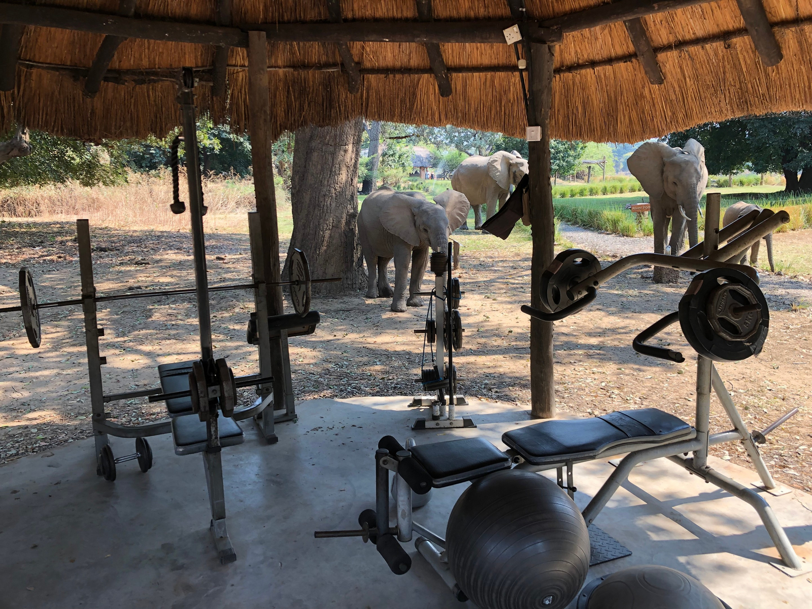 Track and Trail River Camp Track and Trail River Camp: Elefanten am Gym