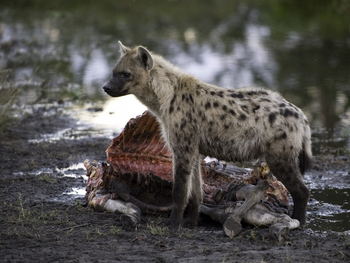 Tubu Tree Camp: Hyäne mit Aas