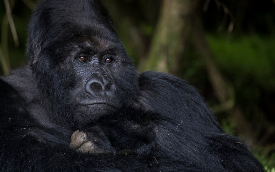 Volcanoes Bwindi Lodge