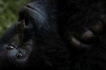 Volcanoes Bwindi Lodge: Ruhender Gorilla