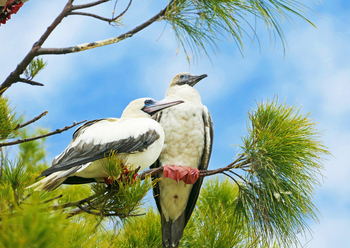 Alphonse Island Lodge: Rotfußtölpel