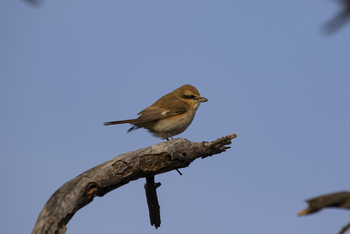 Asiatic Lion Lodge Asiatic Lion Lodge: Shrike