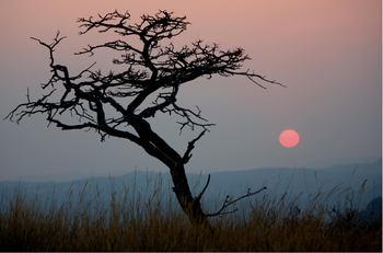 Big Cave Camp Big Cave Camp: Baum und Himmel
