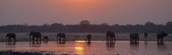Bomani Tented Lodge Bomani Tented Lodge: Elefanten im Sonnenuntergang
