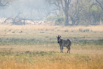 Chief's Island: Zebra