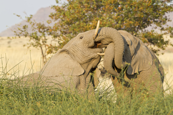 Desert Rhino Camp Desert Rhino Camp: Zwei Elefanten