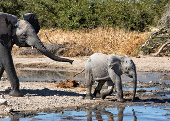 Etosha Heights Game Reserve: Tiere und Landschaft