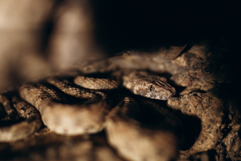 Huab Lodge: Schlange