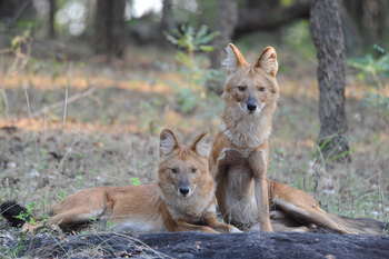 Pench National Park: Dhole-Paar
