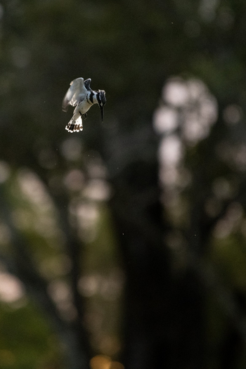 Ingwe Pan Camp: Graufischer