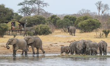 Jozibanini Camp Jozibanini Camp: Elefantenherde beobachten