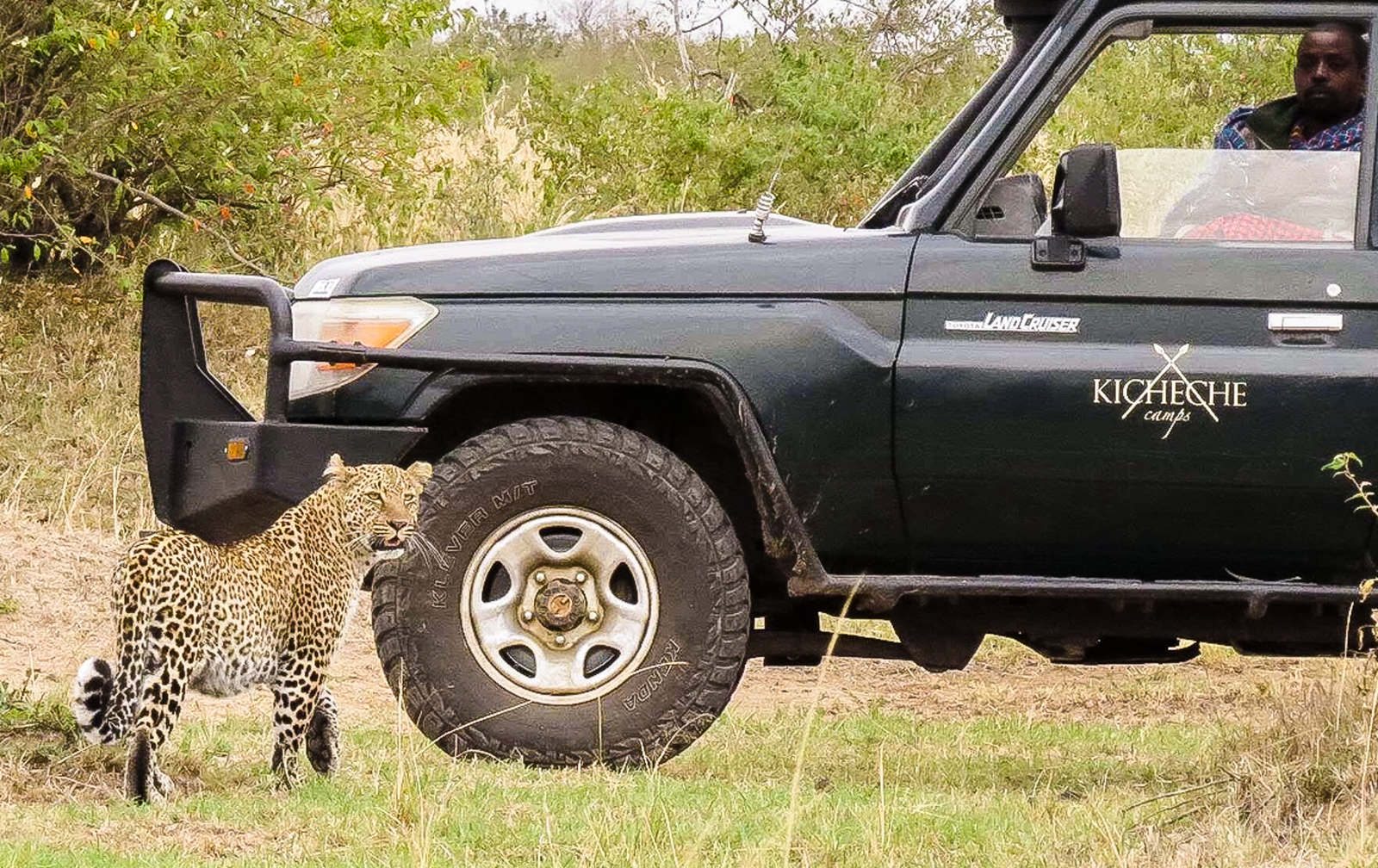 Kicheche Valley Camp Kicheche Valley Camp: Leopard am Fahrzeug