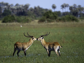 Little Mombo Camp: Rote Moorantilopen