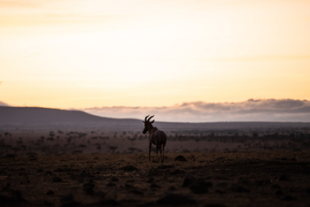 Mahali Mzuri: Topi
