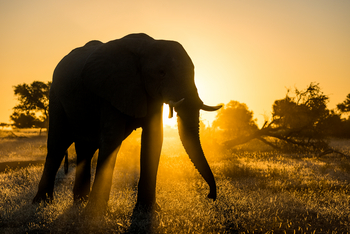 Mashatu Game Reserve: Elefant im Gegenlicht