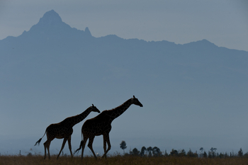 Ol Pejeta Bush Camp: Giraffen vor dem Mount Kenya