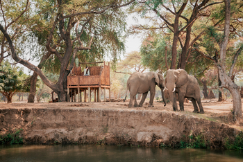 Old Mondoro Camp: Elefanten am Beobachtungsturm
