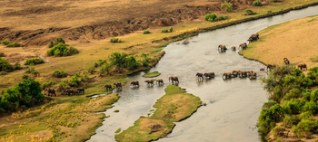 Royal Zambezi Lodge: Elefantenherde im Fluss