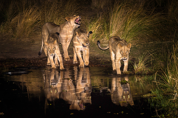 Ruckomechi Camp: Löwen bei Wasserloch nachts