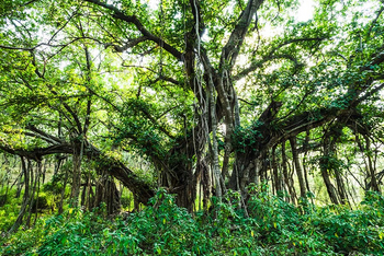 Sawai Vilas: Banyantree