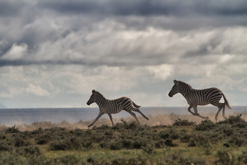 Serian Serengeti Lamai: Zebras