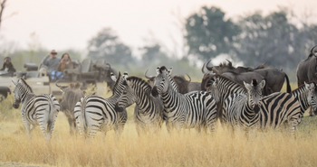 Shinde Footsteps Shinde Footsteps: Zebraherde