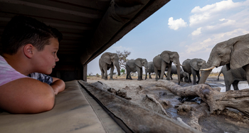 Skybeds: Elefantenherde