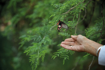 Sujan Sher Bagh: Exotischer Schmetterling