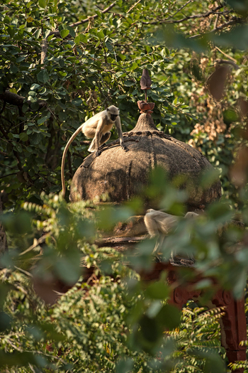 Sujan Sher Bagh: Languren auf Tempeldach