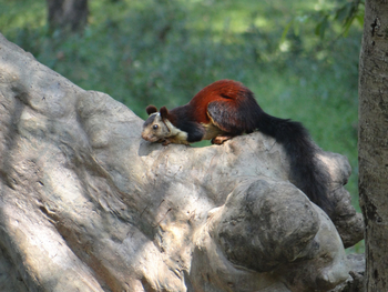 Tathastu Resort Satpura: Indian Giant Squirrel