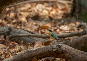 The Oberoi Vindhyavilas Wildlife Resort: Indian Pitta