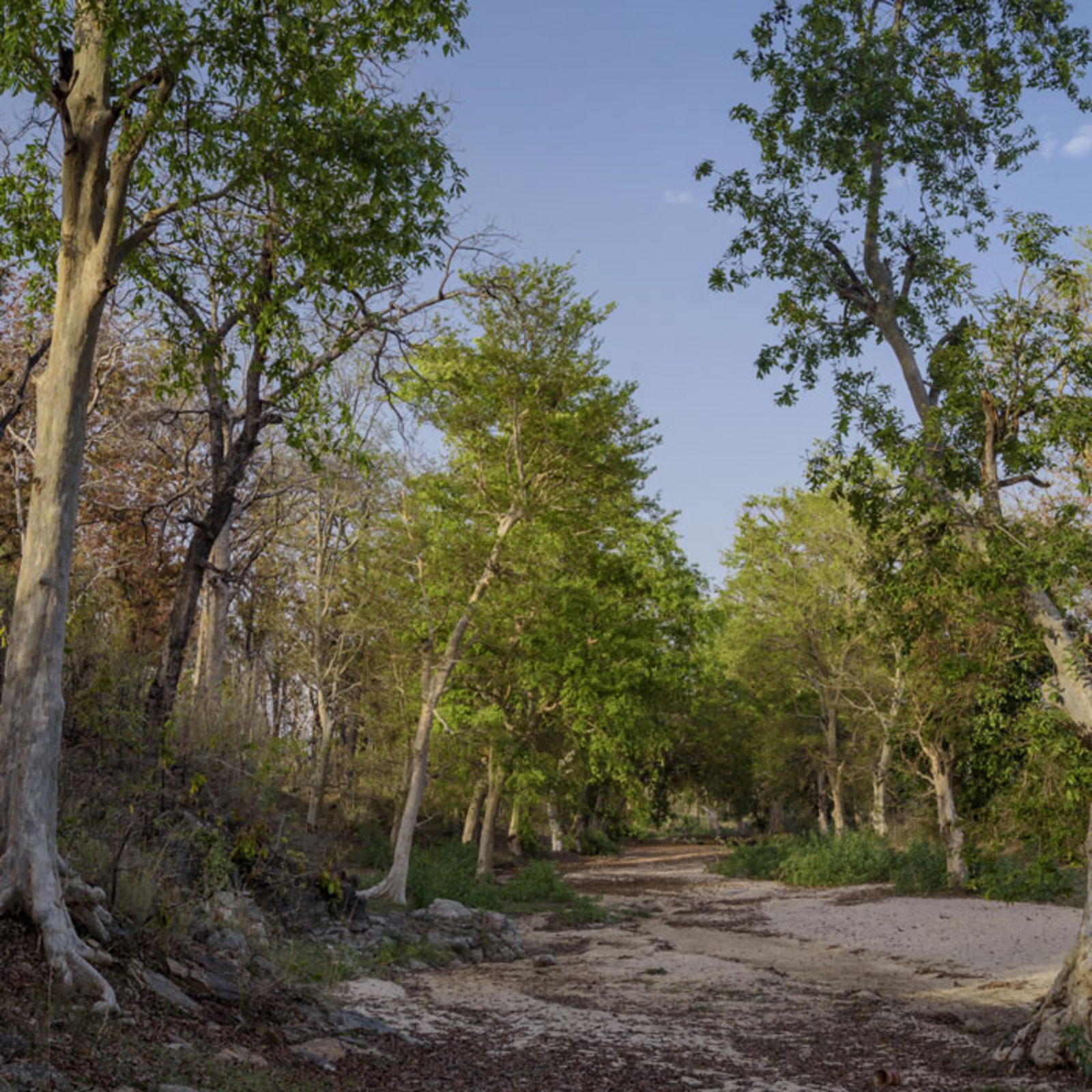 The Riverwood Forest Retreat The Riverwood Forest Retreat: Flussbett