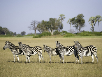 Tubu Tree Camp: Zebragruppe
