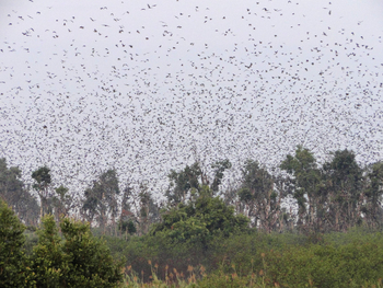 Wasa Lodge: Flughunde Massenhaft