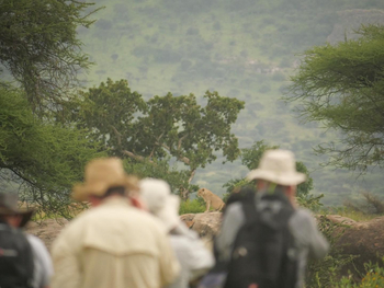 Wayo Walking Camp: Safari mit Blick auf Löwin