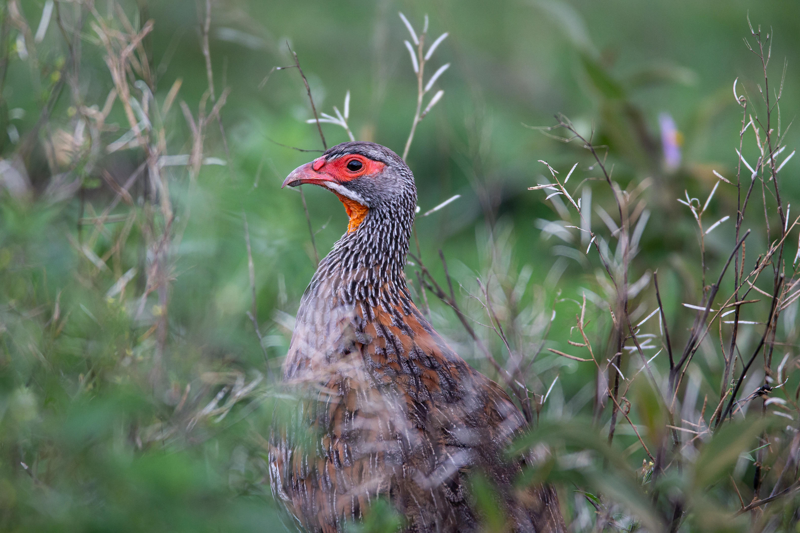 Wilderness Usawa Serengeti Camp Wilderness Usawa Serengeti Camp: Frankolin