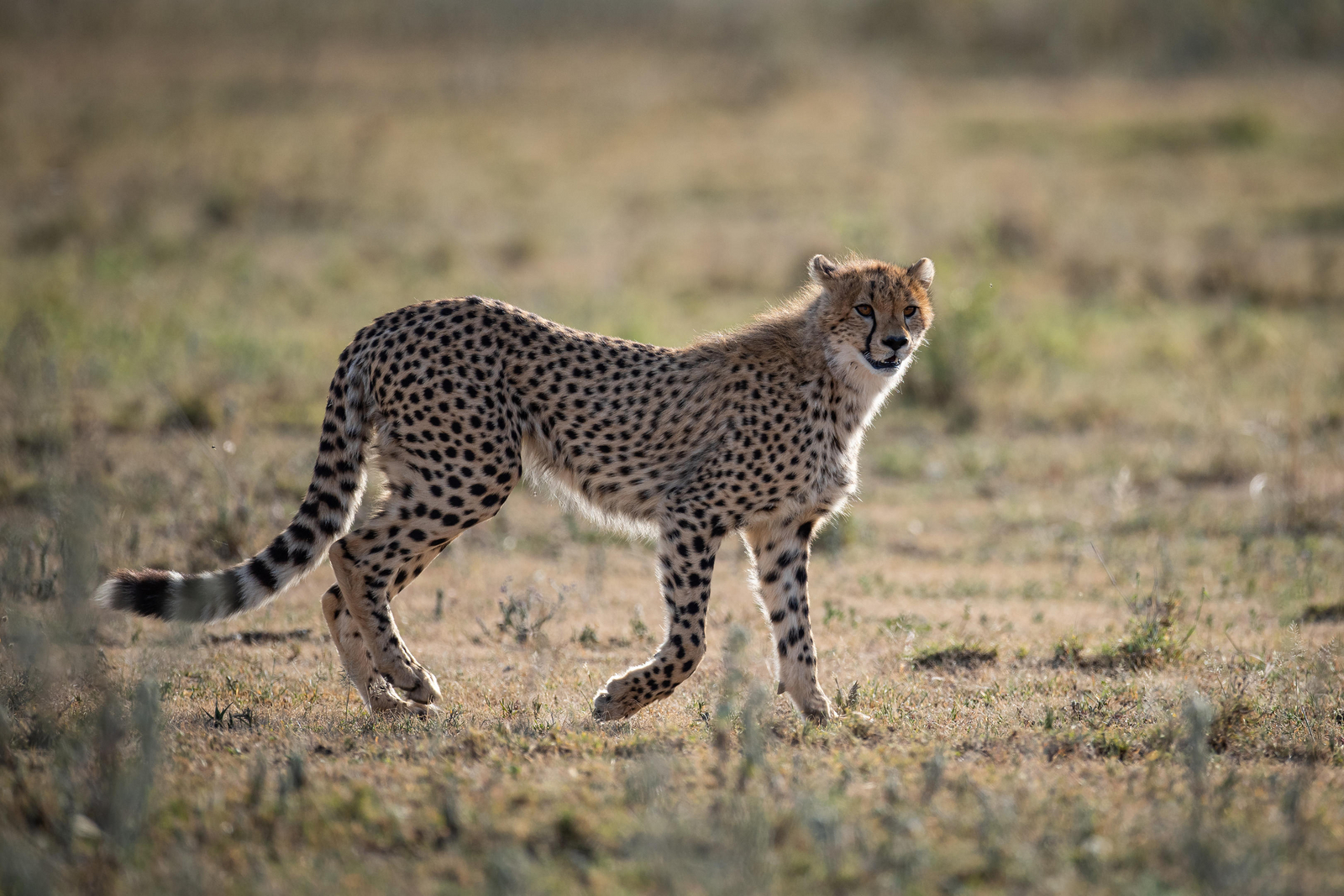 Wilderness Usawa Serengeti Camp Wilderness Usawa Serengeti Camp: Gepard