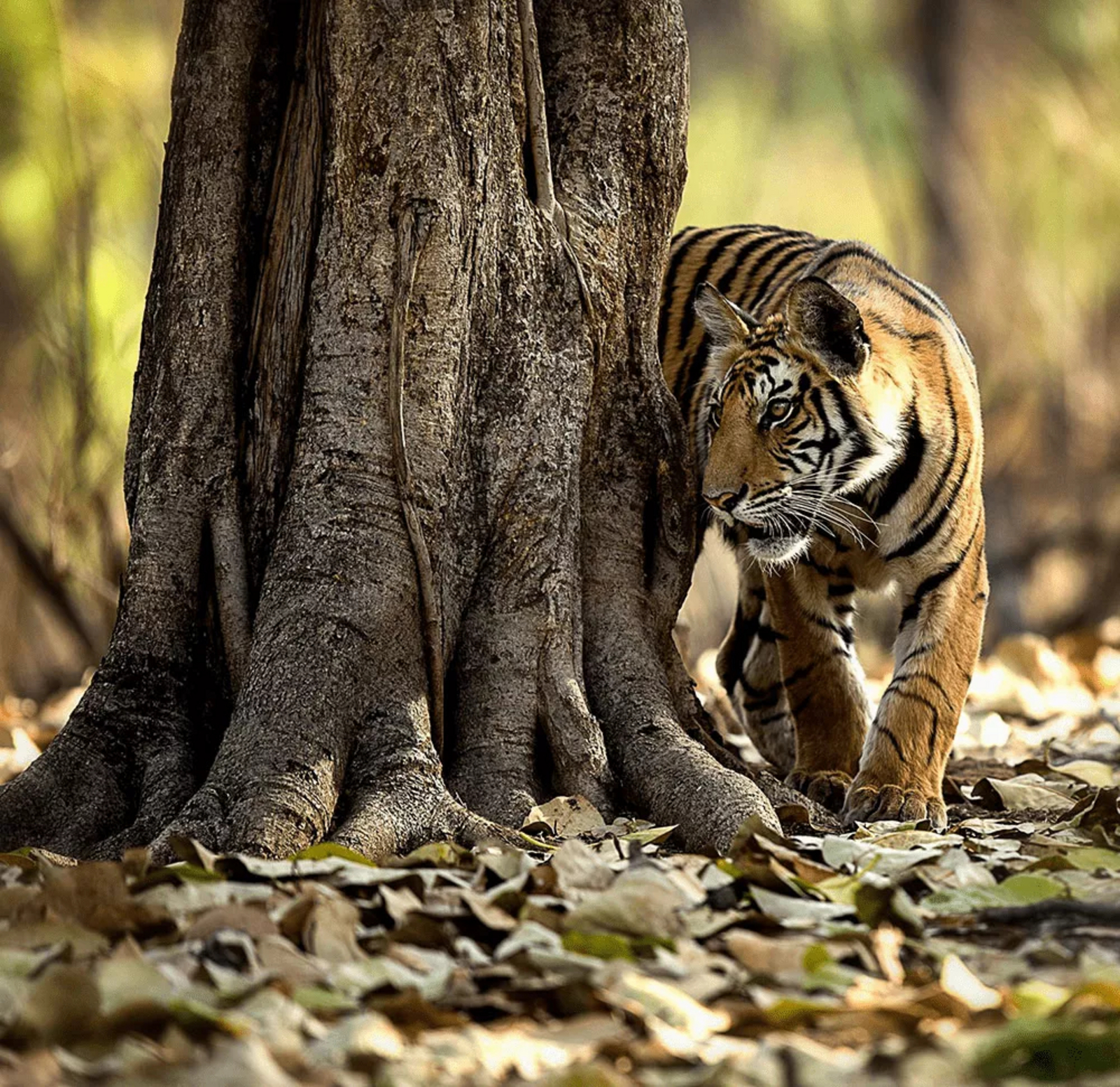 Bagh Tola Kanha Bagh Tola Kanha: Tiger