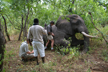 Baines River Camp: Elephant Care