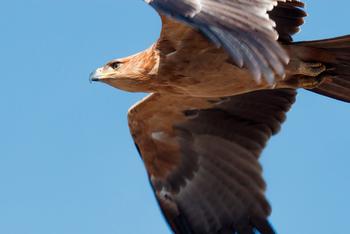 Belmond Savute Elephant Lodge Belmond Savute Elephant Lodge: Adler
